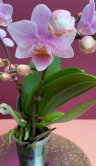 Орхидея Фаленопсис мини Пинк Дрим 