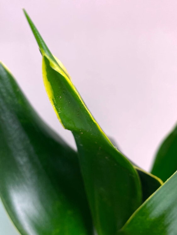 Сансевиерия Блэк Даймонд ⌀12 35 см 