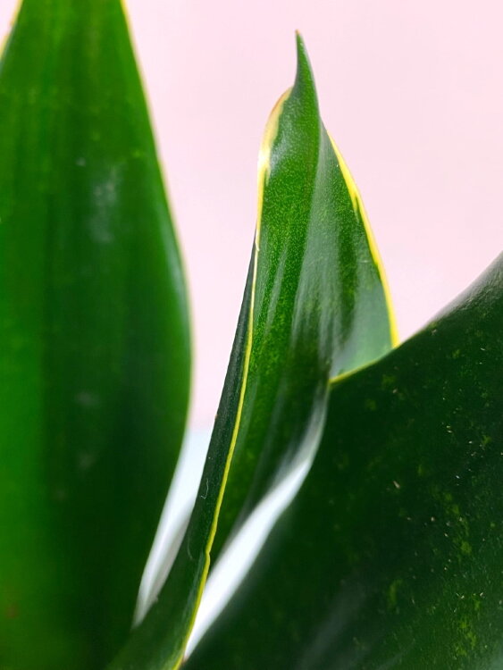 Сансевиерия Блэк Даймонд ⌀12 35 см 