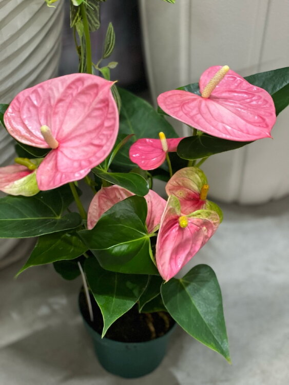 Антуриум Колорадо ⌀14 50 см  Антуриум Колорадо ⌀14 50 см