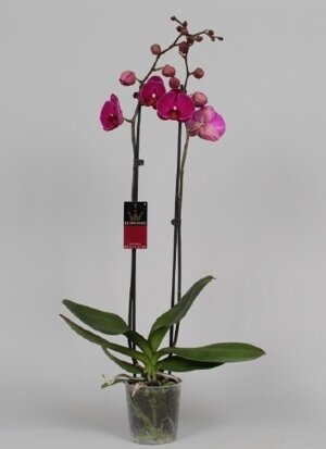Орхидея Фаленопсис Посейдон 2 ст