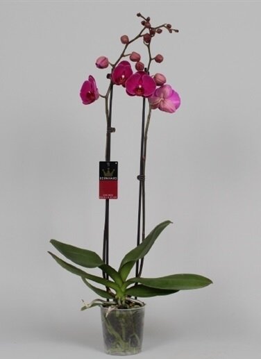 Орхидея Фаленопсис Посейдон 2 ст 