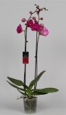Орхидея Фаленопсис Посейдон 2 ст 