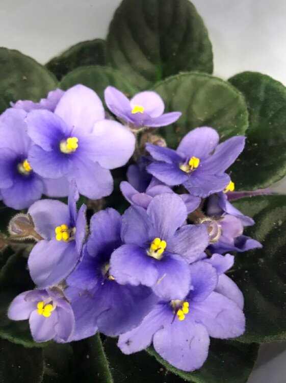 Фиалка голубая ⌀12  Фиалка голубая ⌀12