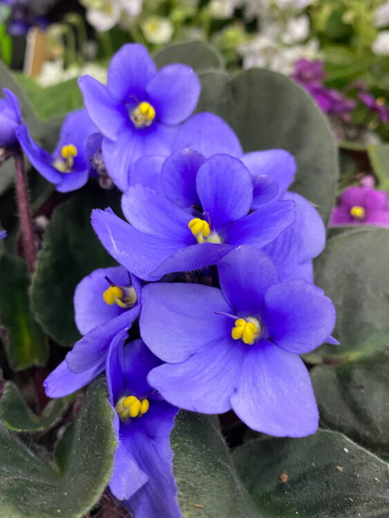 Фиалка голубая ⌀12  Фиалка голубая ⌀12