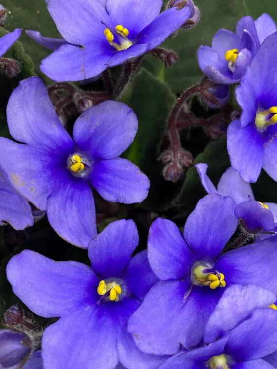 Фиалка голубая ⌀12  Фиалка голубая ⌀12