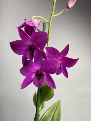Орхидея Дендробиум Санок Пёпл Хеппинес 1 ст