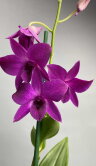 Орхидея Дендробиум Санок Пёпл Хеппинес 1 ст 