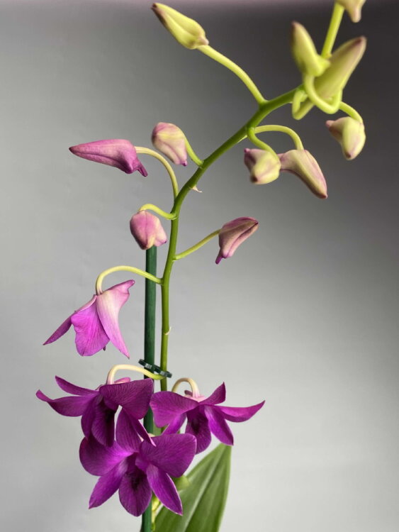 Орхидея Дендробиум Санок Пёпл Хеппинес 1 ст 