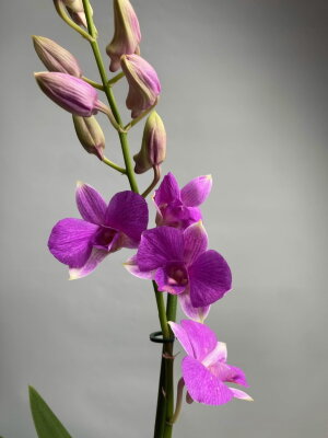 Орхидея Дендробиум Санок Сиреневый 1 ст