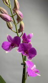 Орхидея Дендробиум Санок Сиреневый 1 ст 