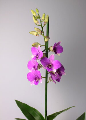 Орхидея Дендробиум Санок Сиреневый 1 ст