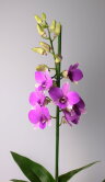 Орхидея Дендробиум Санок Сиреневый 1 ст 