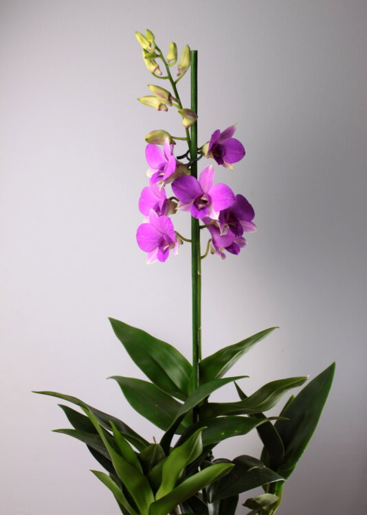 Орхидея Дендробиум Санок Сиреневый 1 ст 