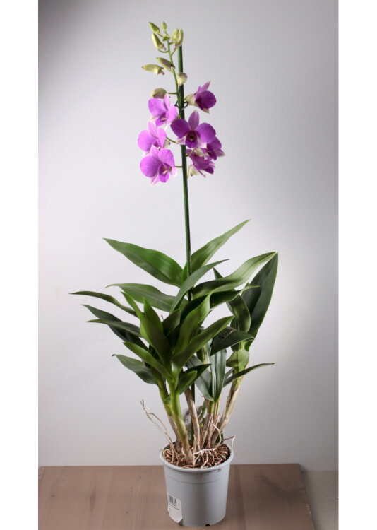 Орхидея Дендробиум Санок Сиреневый 1 ст 