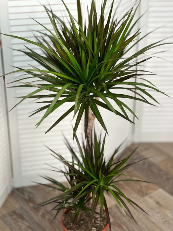 Драцена Маргината Маджента 3 ствола ⌀21 120 см 