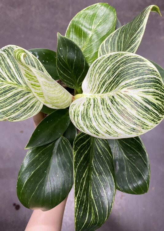 Филодендрон Биркин ⌀12 30 см 