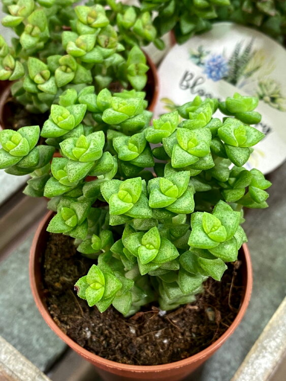 Крассула Том Туб ⌀5 