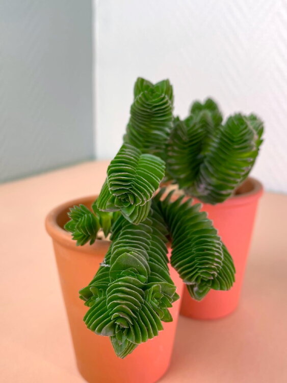 Крассула Храм Будды в керамике 