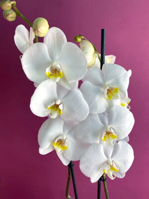 Орхидея Фаленопсис Кембридж 2 ст