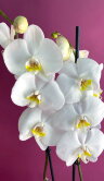 Орхидея Фаленопсис Кембридж 2 ст 