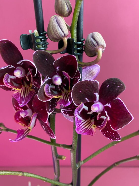 Орхидея Фаленопсис Бургунди 2 ст 