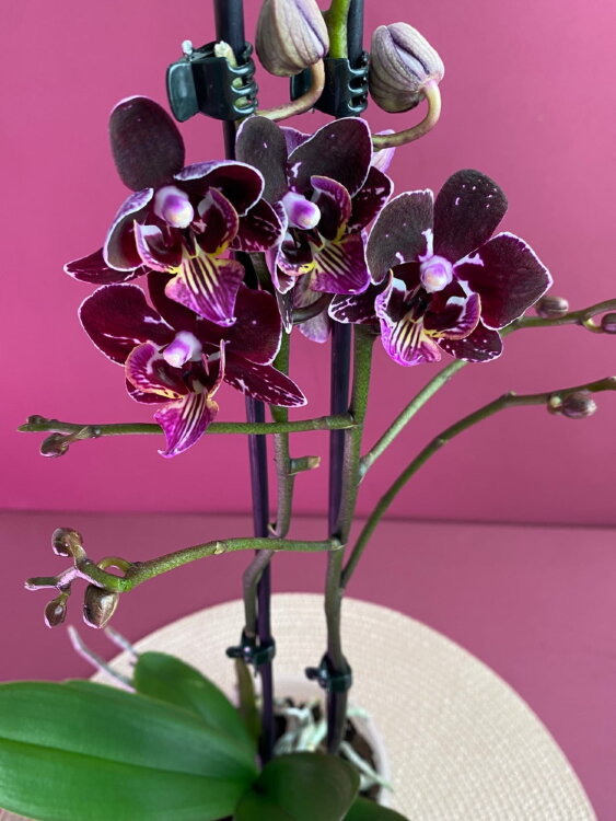 Орхидея Фаленопсис Бургунди 2 ст 
