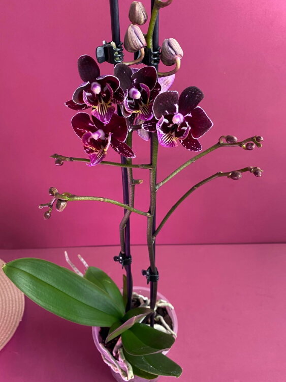 Орхидея Фаленопсис Бургунди 2 ст 