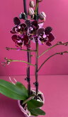 Орхидея Фаленопсис Бургунди 2 ст 