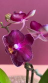 Орхидея Фаленопсис мини Пёрпл Принцесс ⌀6 20 см 