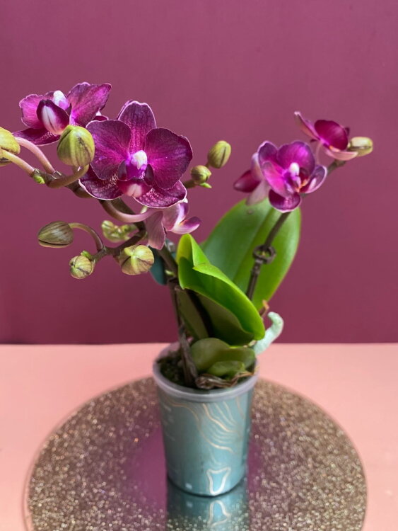 Орхидея Фаленопсис мини Пёрпл Принцесс  
