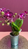 Орхидея Фаленопсис мини Пёрпл Принцесс ⌀6 20 см 
