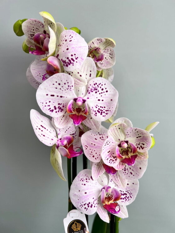 Орхидея Фаленопсис Богемия Гойя 2 ст 