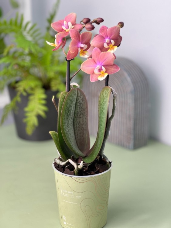 Орхидея Фаленопсис мини Аромио Свит ⌀9 35 см 