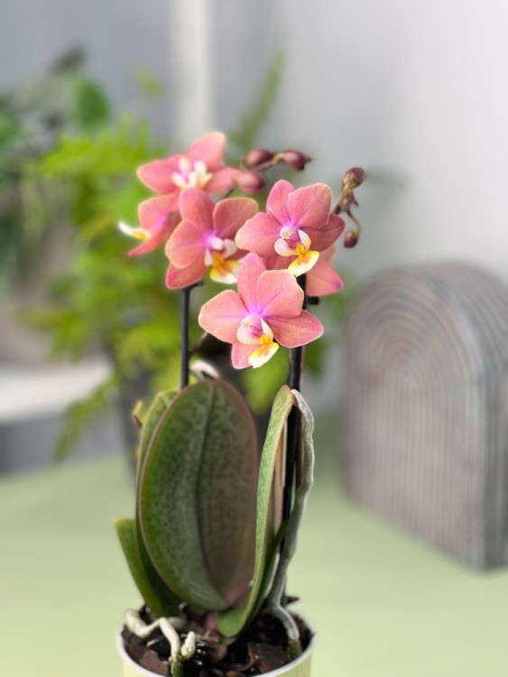 Орхидея Фаленопсис мини Аромио Свит ⌀9 35 см 