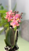 Орхидея Фаленопсис мини Аромио Свит ⌀9 35 см 