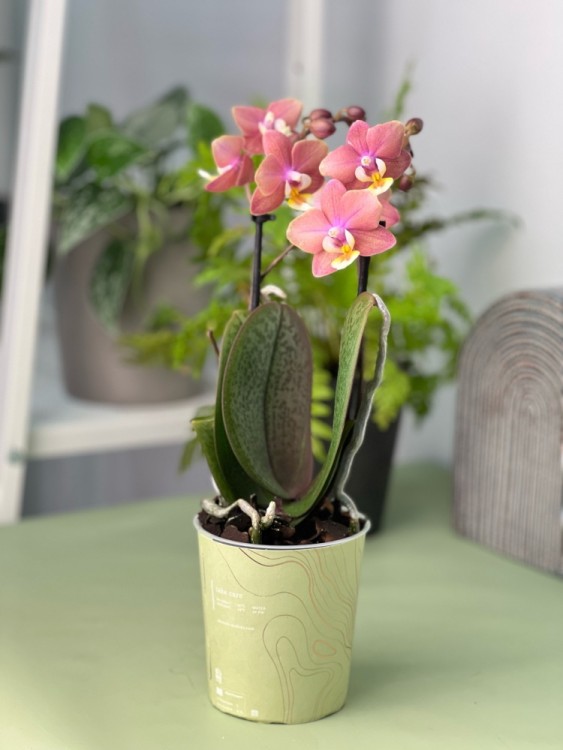 Орхидея Фаленопсис мини Аромио Свит ⌀9 35 см 