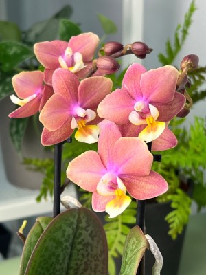 Орхидея Фаленопсис мини Аромио Свит ⌀9 35 см