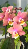 Орхидея Фаленопсис мини Аромио Свит ⌀9 35 см 