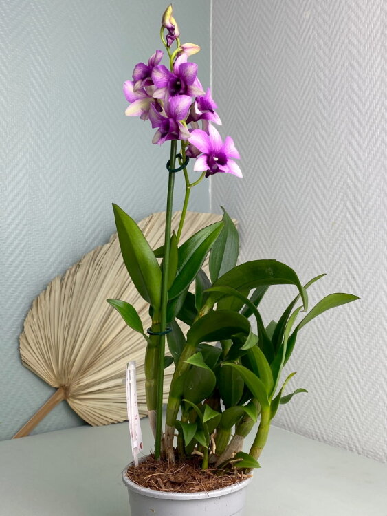 Орхидея Дендробиум Санок Полар Файер 1 ст 