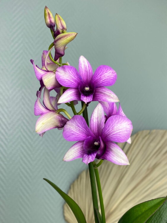Орхидея Дендробиум Санок Полар Файер 1 ст 