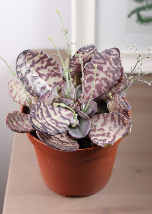 Каланхоэ Патридж ⌀12 