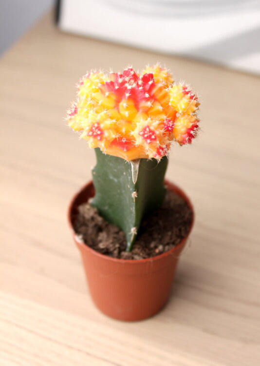 Гимнокалициум красно-жёлтый ⌀5 