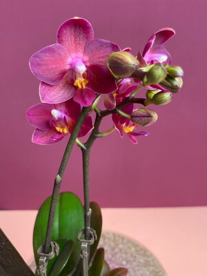 Орхидея Фаленопсис мини Ред Лион ⌀6 20 см