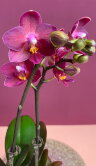 Орхидея Фаленопсис мини Ред Лион 