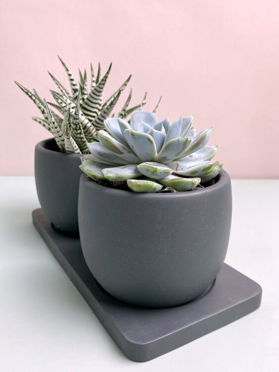 Композиция из суккулентов Дуэт чёрный  Композиция из суккулентов Дуэт чёрный