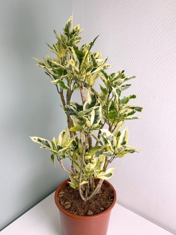 Кротон Тамара ⌀27 110 см 