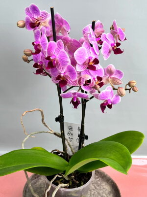 Орхидея Фаленопсис Мультифлора Лотте ⌀12 45 см