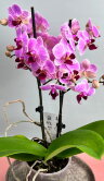 Орхидея Фаленопсис Мультифлора Лотте ⌀12 45 см 