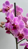 Орхидея Фаленопсис Мультифлора Лотте 
